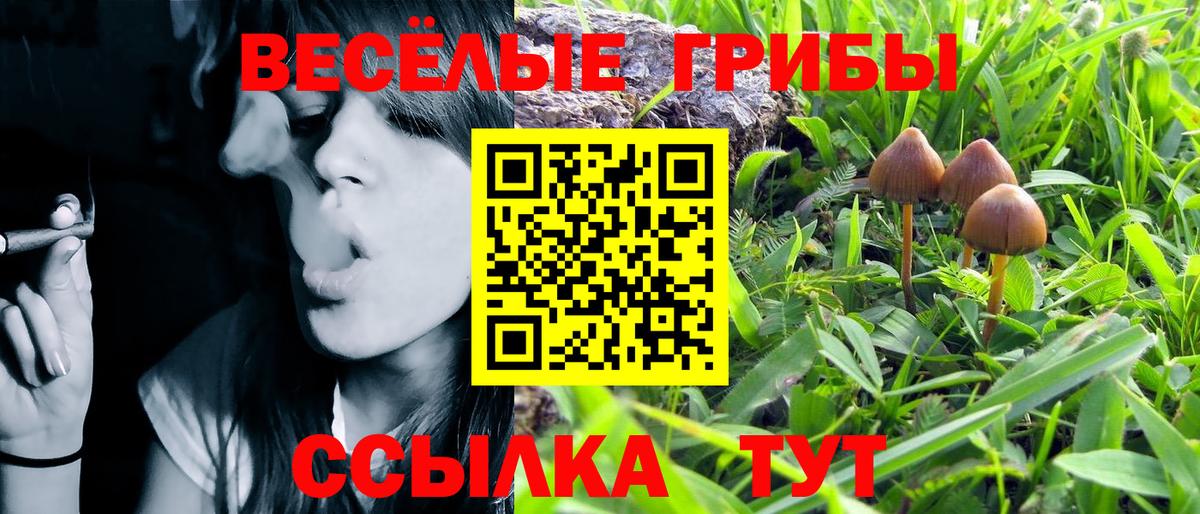 Галлюциногенные грибы Psilocybine cubensis  Вход с VPN  купить   Калининград 