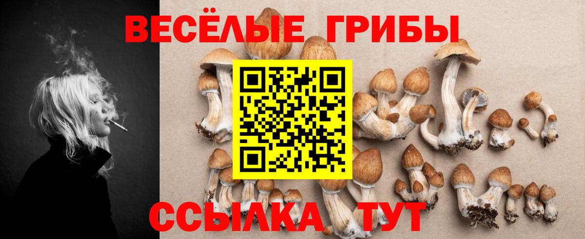 Псилоцибиновые грибы Psilocybe Калининград